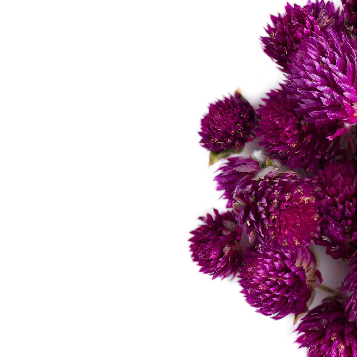 Globe Amaranth Flower