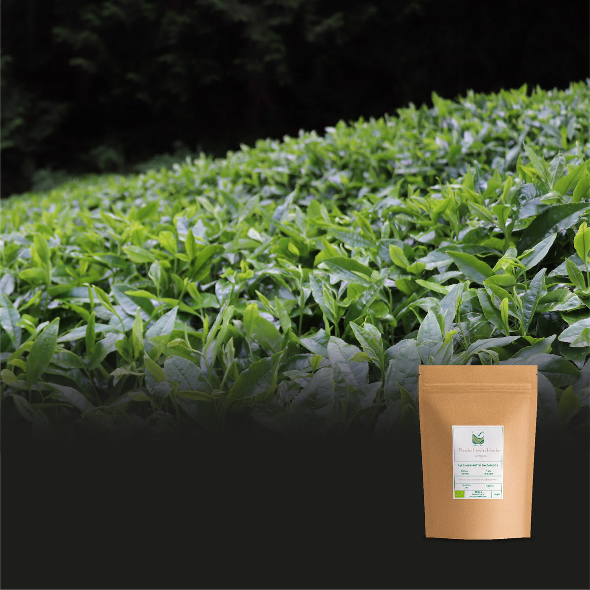 Bancha Hojicha Powder