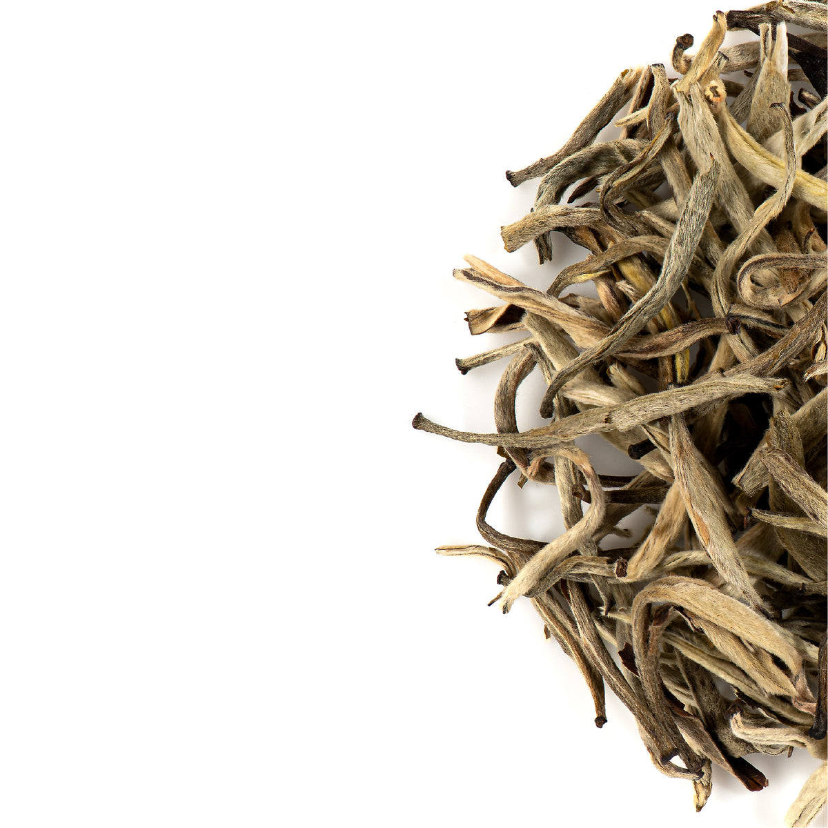 Jasmine Needles Taiwan